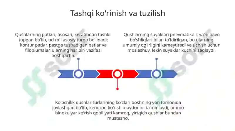 Qushlar 3