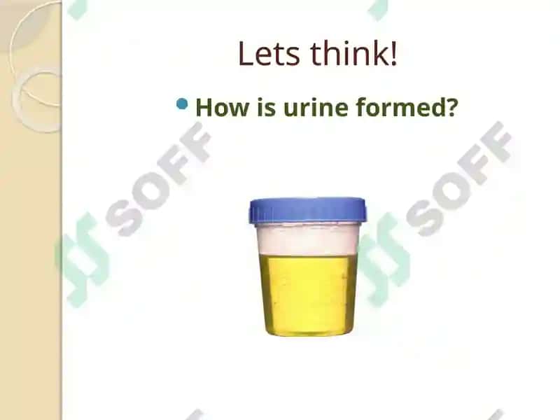 Urinary system 3