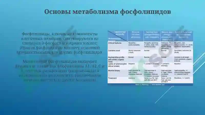 Нарушения обмена фосфолипидов 3