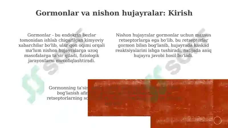 Gormonlarning nishon hujayralarigata'sirmexanizmi 3