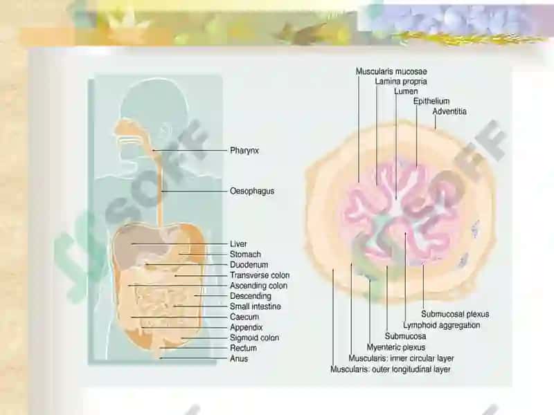 Oshqozon yara kasalligi etiopatogenezi 3
