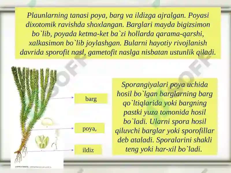 Plaunlarning tuzilishi tarqalishi va ekologiyasi.lycopodiophyta 3