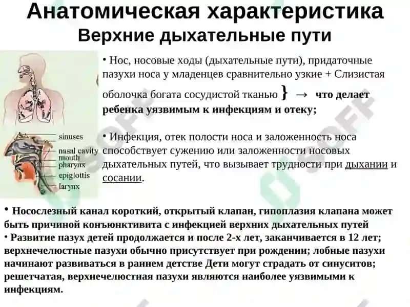 Анатомо-физиологическиеособенности органов дыхания у детей 3