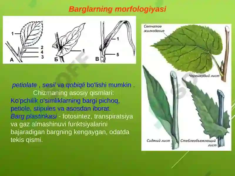 Bargning anatomik tuzilishi 3