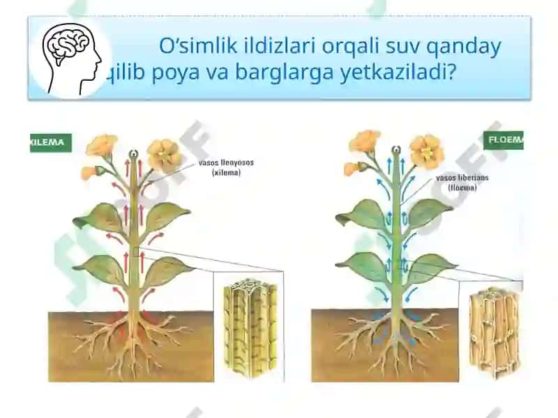 TIRIK ORGANIZMLARDA OZIQ MODDALAR TRANSPORTI 3