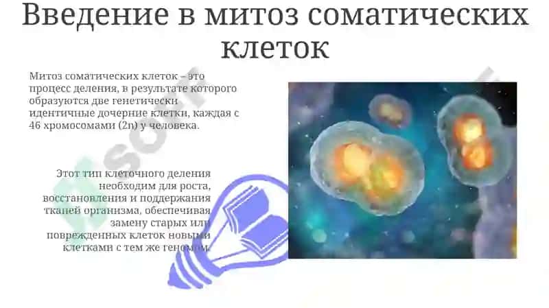 Митоз соматических клеток: Фазы и регуляция 3