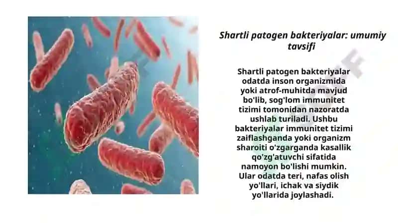 Shartli patogen dioriyaogen ichak gruppa bakteriyalari, Sitrobakter, Klebsiella, Enterobakter 3