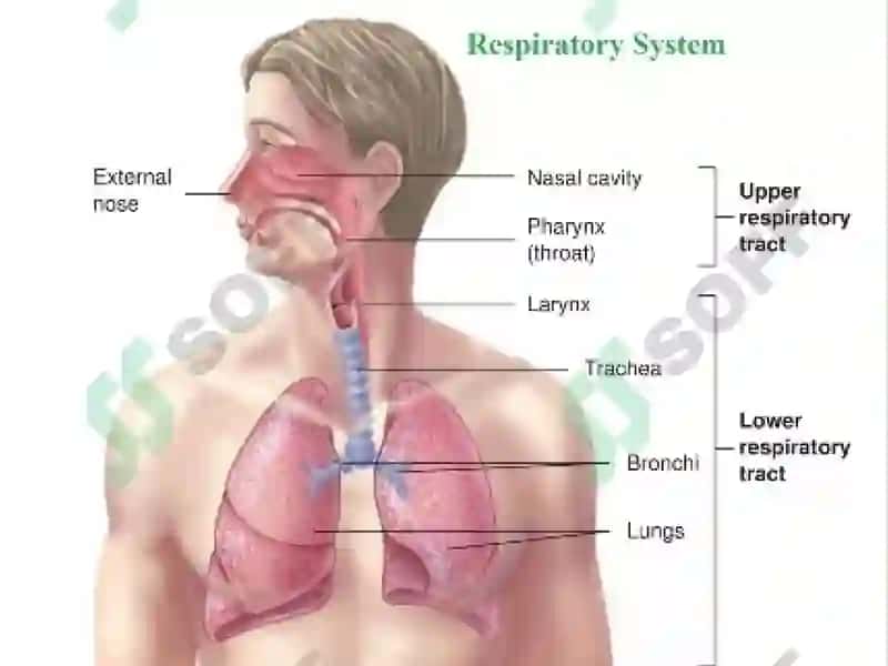 Systema respiratorium 3