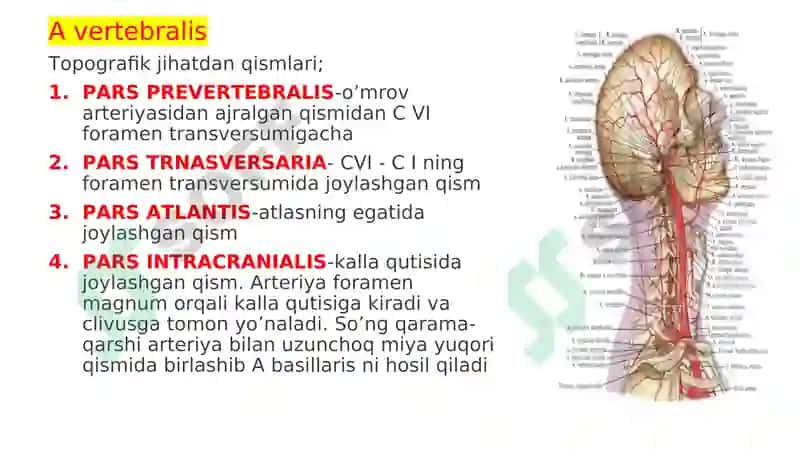 A subclavicula-O’mrov osti arteriyasi 3