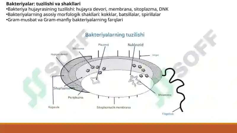 Turli morfologik guruh mikroorganizmlarga tavsif 3