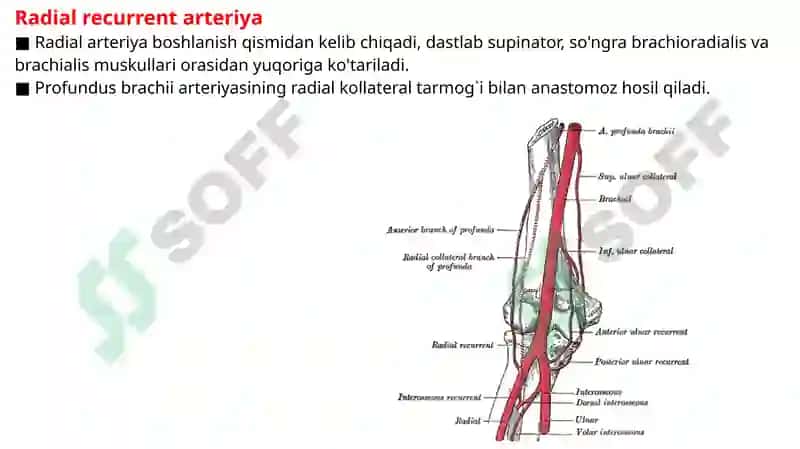 Radial arteriya, Ulnar arteriya, Qo’l venalari. 3
