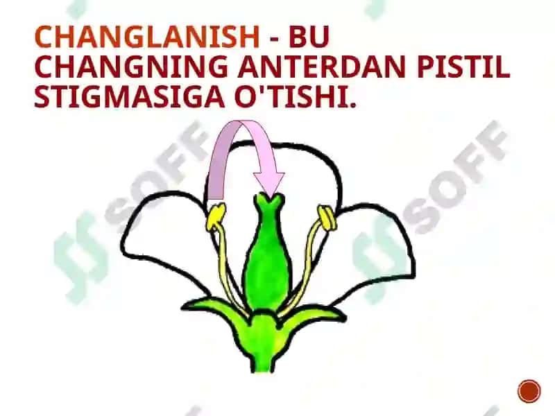 Oʼsimliklarning changlanishi 3
