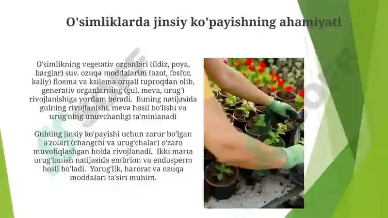 Òsimliklarni vegetativ va generativ organlari jinsiy kopayish 3