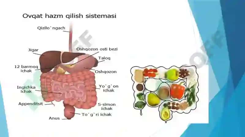 OVQAT HAZM QILISH SISTEMASI 3