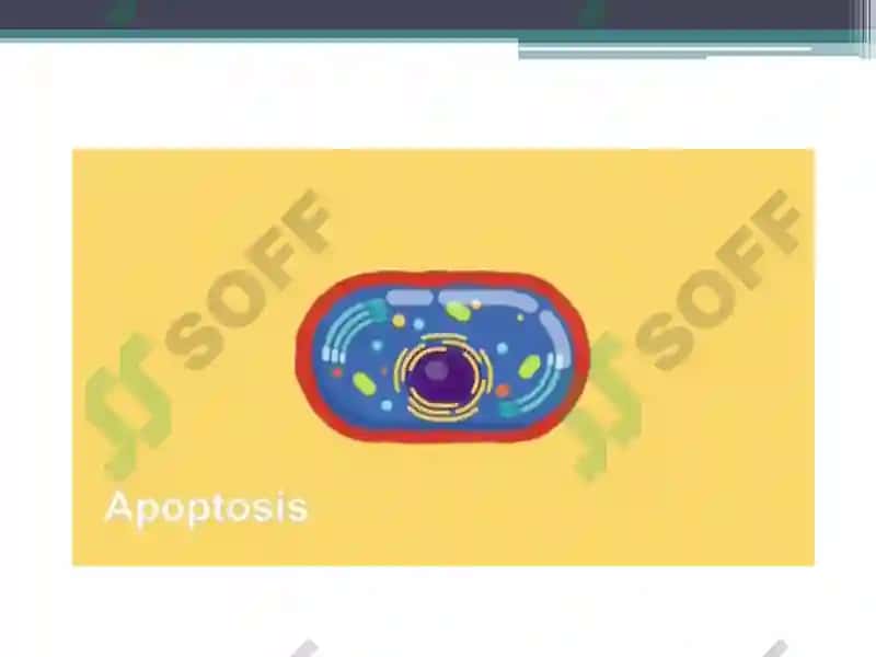 Apoptoz 3