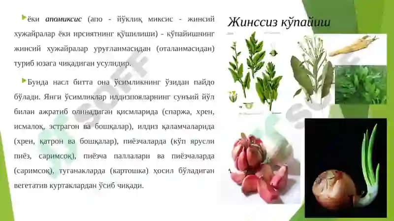 Сабзавот ва полиз экинлари ники ўпайиш усуллари ва гуллаш биологияси 3