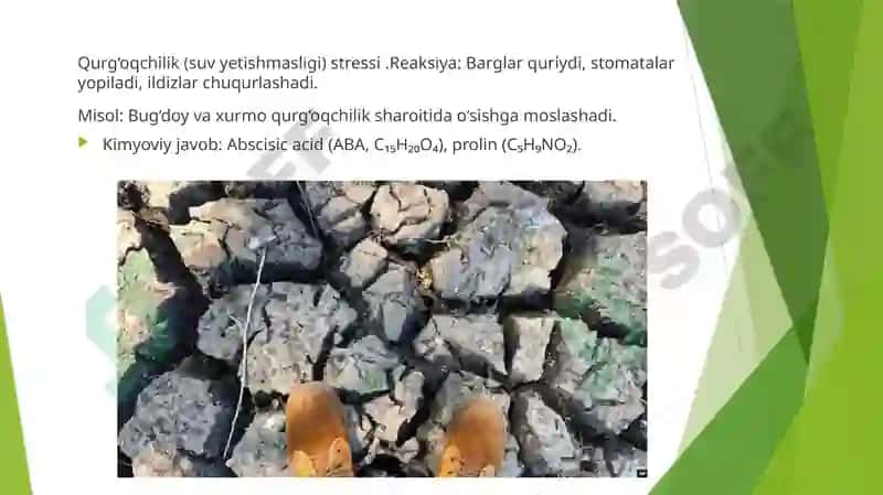 Stress reaksiyalari 3