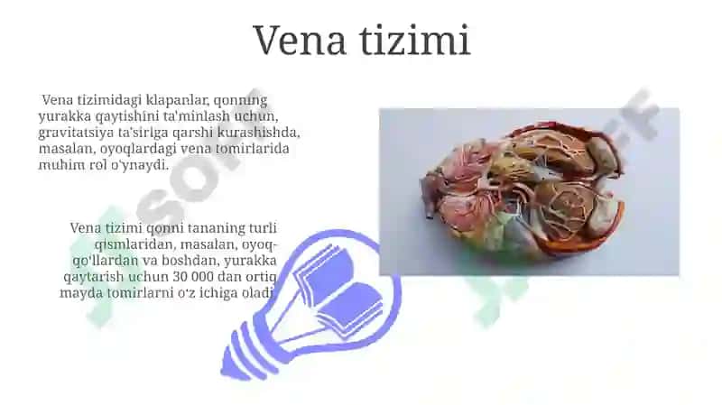 Umurtqali hayvonlarning qon aylanish sistemasi 3