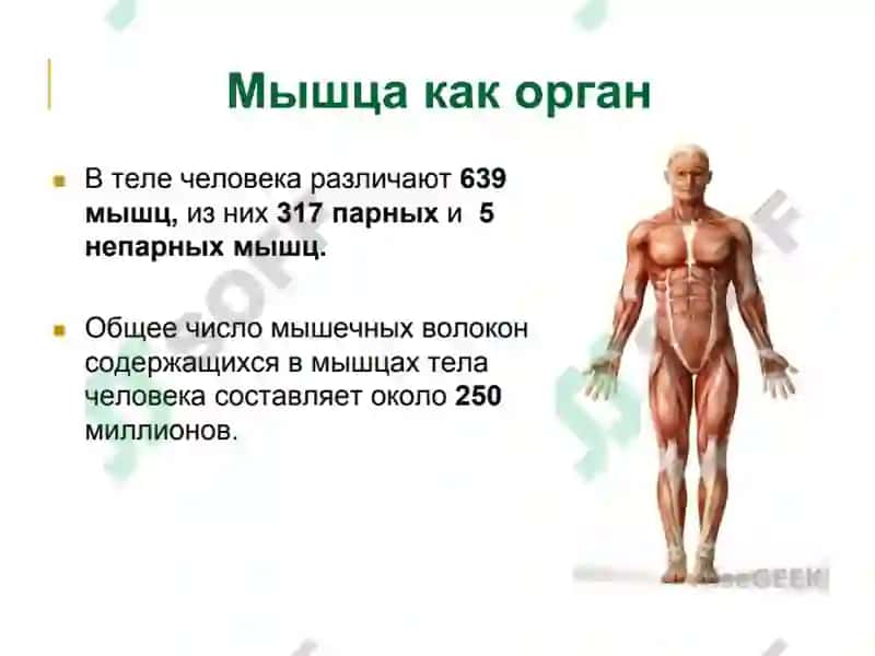 Нормальная и топографическая анатомия с курсом конституциональной типологии человека 3