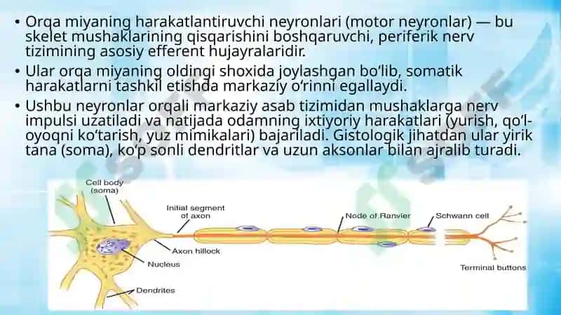 orqa miyaning harakatlantiruvchi neyronlari haqida umumiy tushuncha 3
