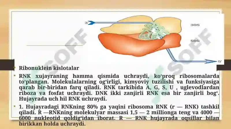 Ribosomaning mexano-kimyoviy xususiyatlari ppt 3
