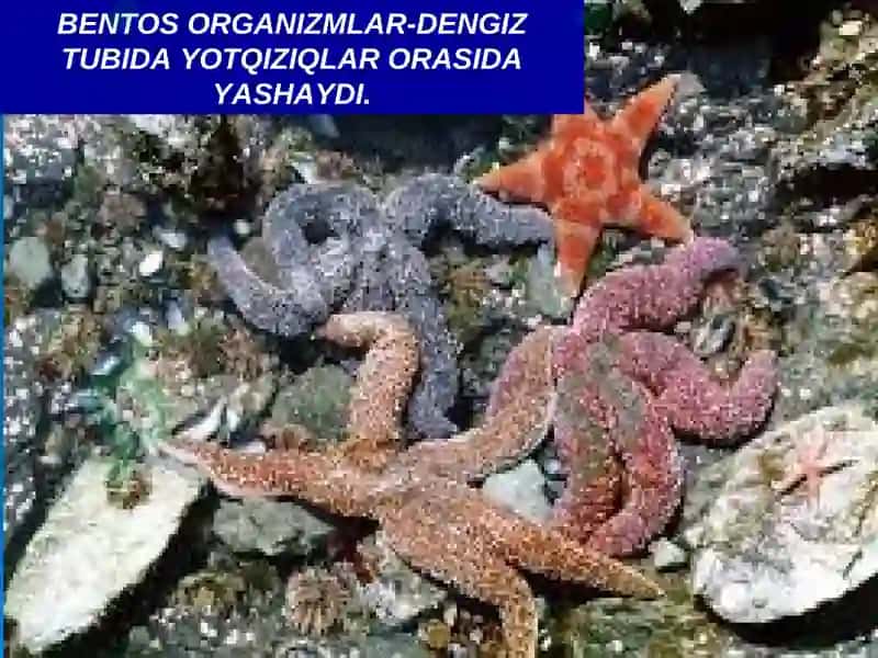 Okean boyliklari, ulardan foydalanish va muhofaza qilish 3
