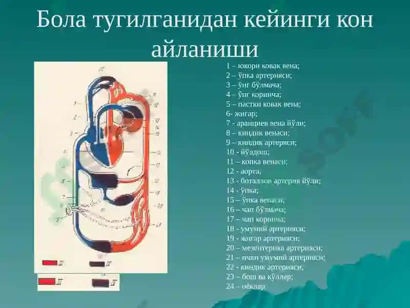 Юракда шовкин синдроми: тугма ва орттирилган юрак нуксонлари 3