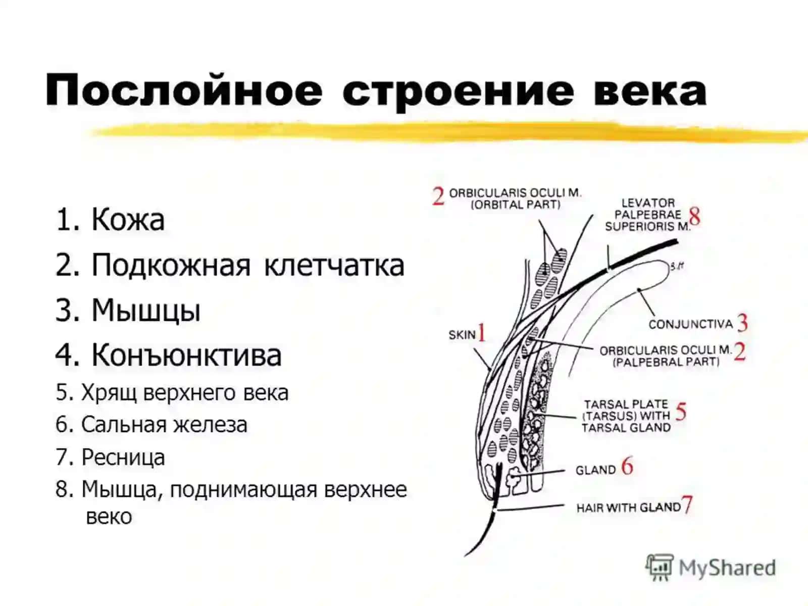 Типографическая анатомияобласти глаза 3