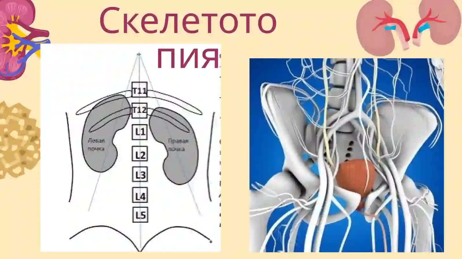 Почки. Мочеточники, мочевой пузырь, мочеиспускательный канал ихвозрастные изменения 3