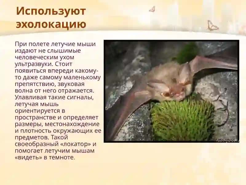 Фауна и экология летучих мышей 3
