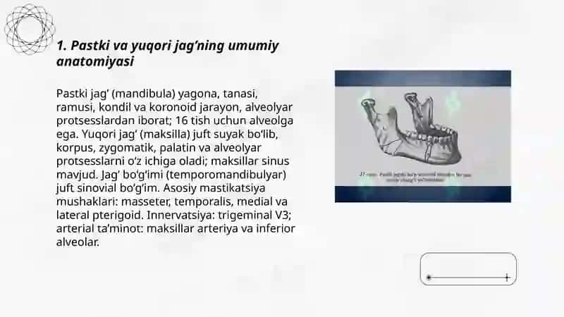 Pastki va yuqori jag’ning umumiy anatomiyasi 3