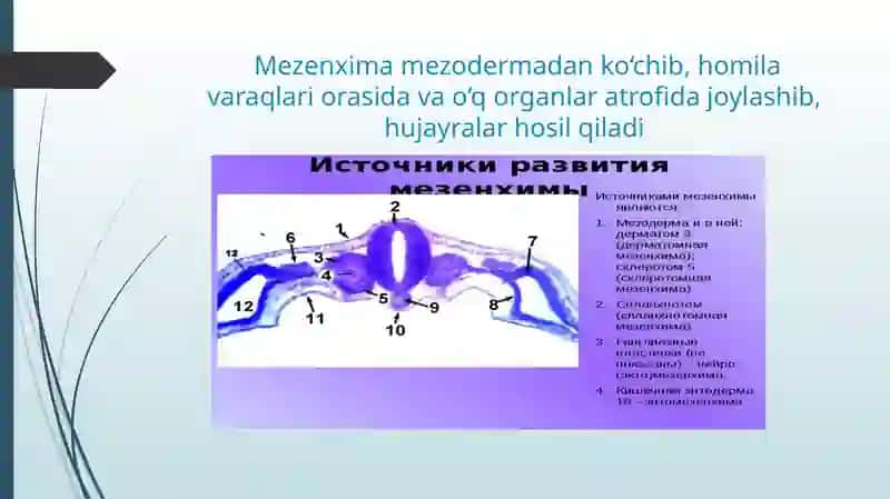 mezenxima 3