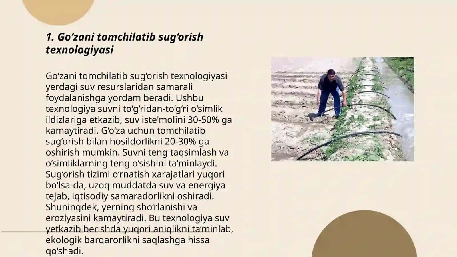 Go‘zani tomchilatib sug‘orishda fosforli va kaliyli o‘g‘itlarning samaradorligi 3