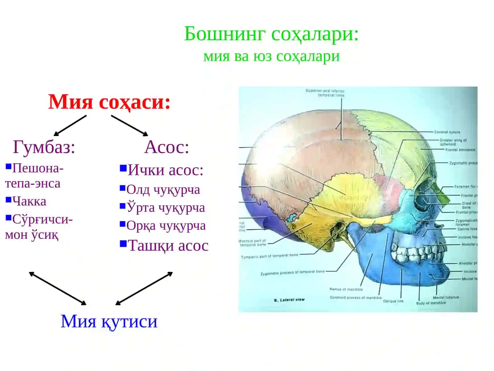 Central Asian Medical University 3