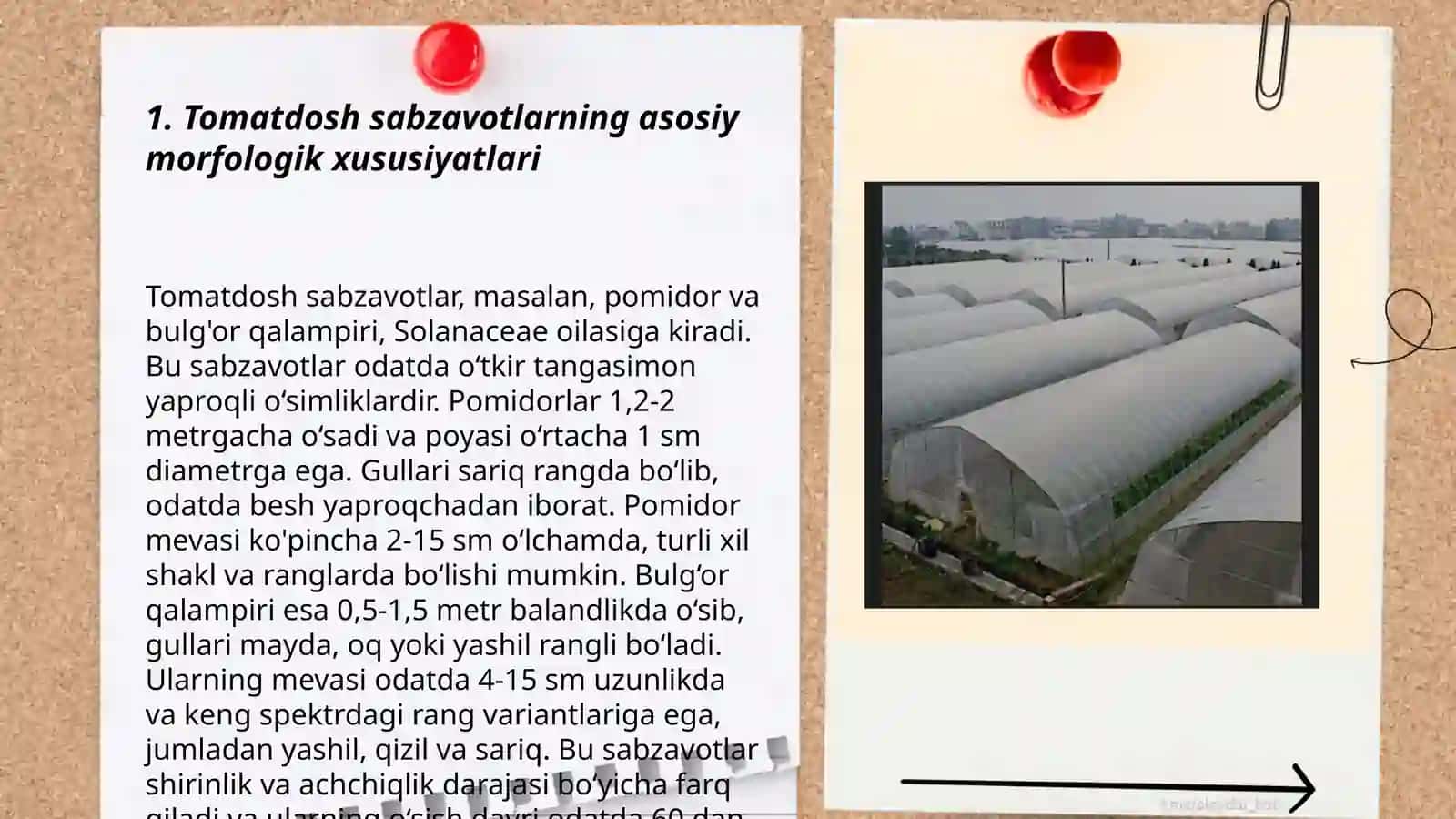 Tomatdosh sabzavotlarning morfologiyasi va navlari 3