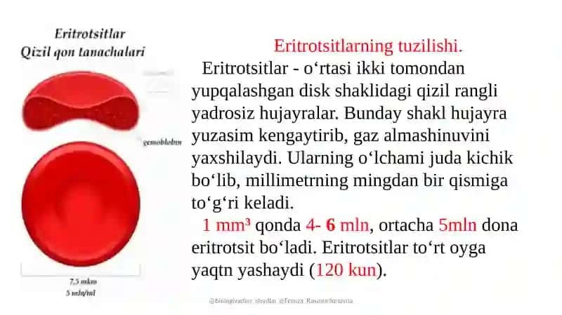 Eritrotsitlar 3