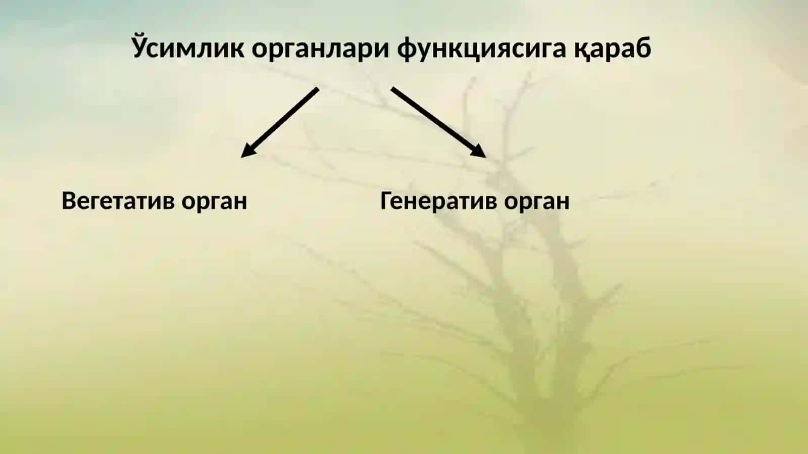 Ўсимликлар морфологияси, қонуниятлари ва уларни қишлоқ хўжалигидаги аҳамияти. Илдизнинг вазифаси ва тузилиши 3