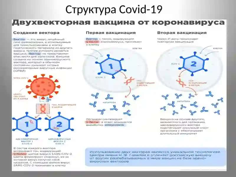 COVID-19: глобальная проблема современности 3