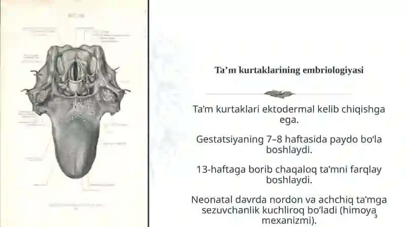 Ta’m bilish a’zolarining funksional anatomiyasi 3