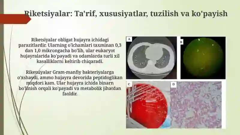 Bakteriyalarning morfologiyasi rikketsiyalar, aktinomitsetlar, xlamidiyalar, mikoplazmalar 3