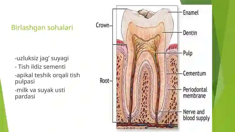 Periodontto’qimasi anatomik va funksiyonal xususiyatlari 3