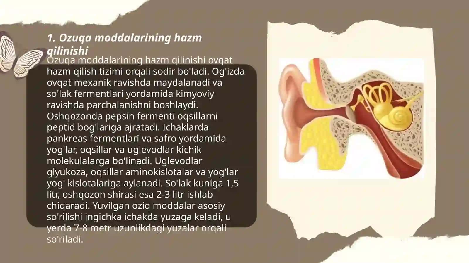 Eshitishning sitologik mexanizmlari 3