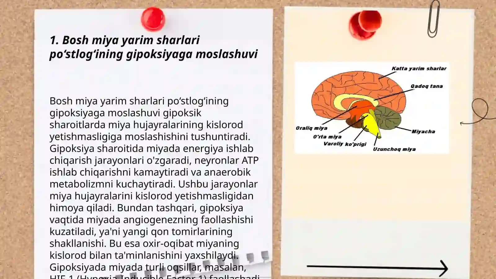 Bosh miya yarim sharlari po‘stlog‘ining gipoksiyaga reaksiyasi 3