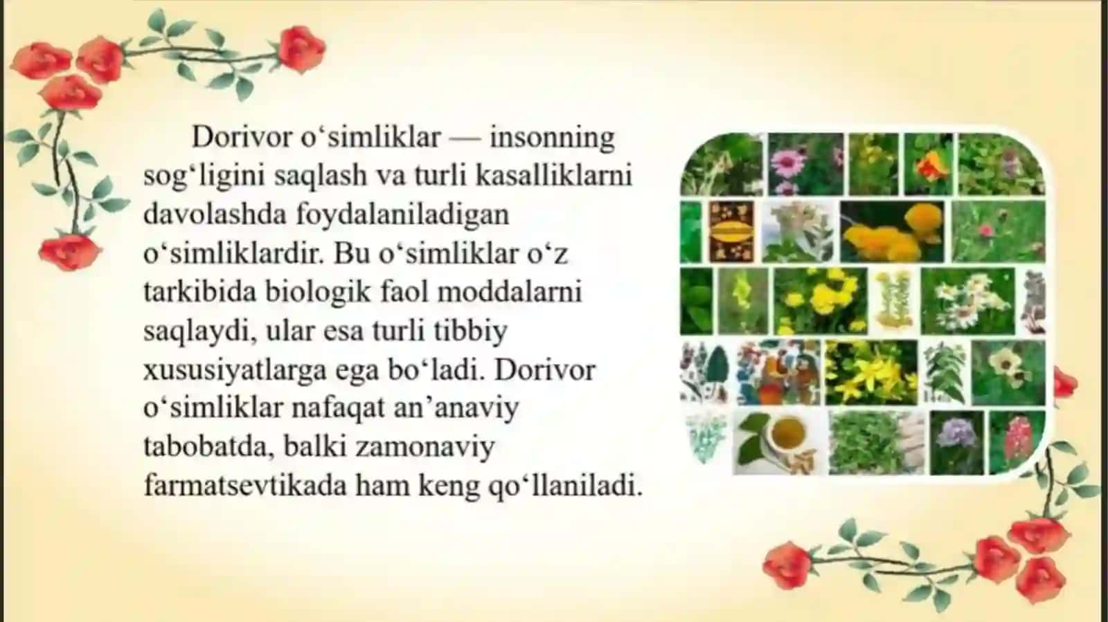Dorivor qoqioʻt, (Одуванчик лекарственный )- Taraxacum officinale oʻsimligining urugʻchiligi 3