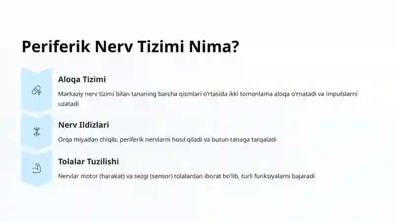 Periferik Nerv Tizimi Tuzilishi 3