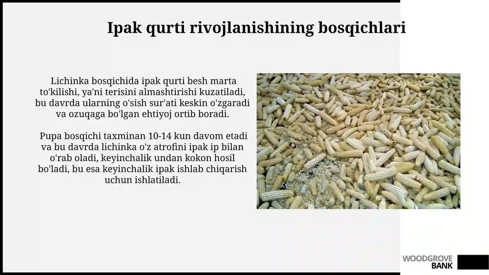 Tut ipak qurtining rivojlanish bosqichlari va ozuqa muammolari 3
