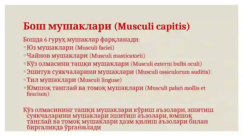 Бош мушаклари (Musculicapitis) 3