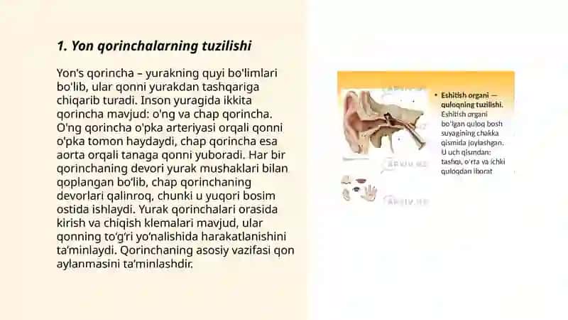 Yon qorinchalarining variant anatomiyasi klinik ahamiyati 3