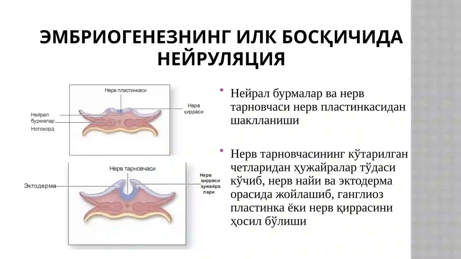 Нерв тизимининг морфофункционал таснифи 3