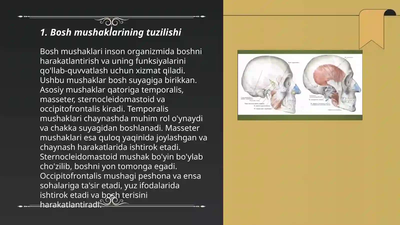 Bosh mushaklari 3